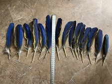 15 mittellange Papageienfedern