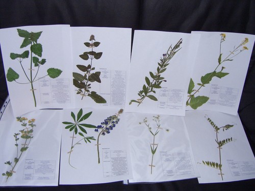 Herbarium plant collection - collection;, 40