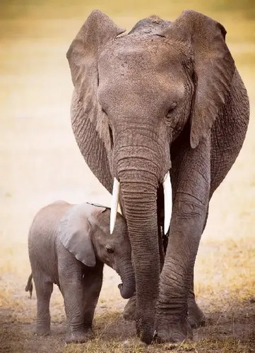 Elephant baby - baby, |