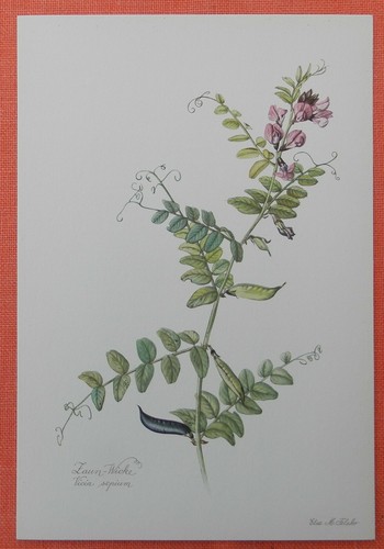 Zaun wicke vicia - sepium,