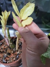 Zamioculcas zamiifolia