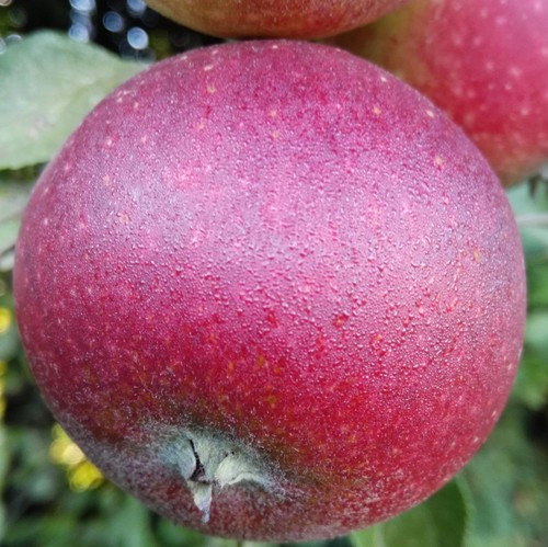 Apfelbaum ingrid marie - apfelbaum, –