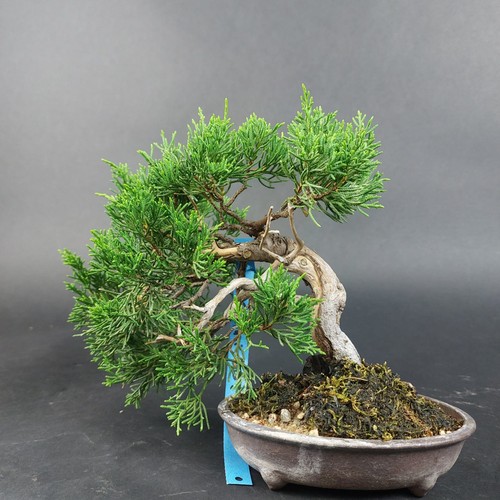 Bonsai wacholder juniperus - bonsai-wacholder,,