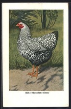 Künstler-AK Silber-Wyandotte-Henne, Huhn 