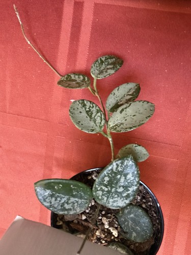 Hoya mathilde super splash - hoya,