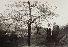 Löbau Sachen Baumblüte 1942