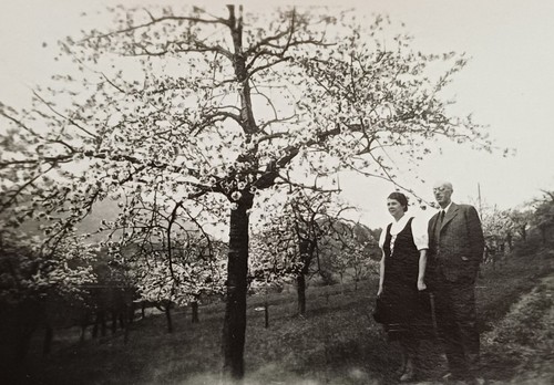 Löbau sachen baumblüte 1942 - baumblüte,