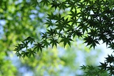 [Getestet!/Exc+5] Nikon Ai-s