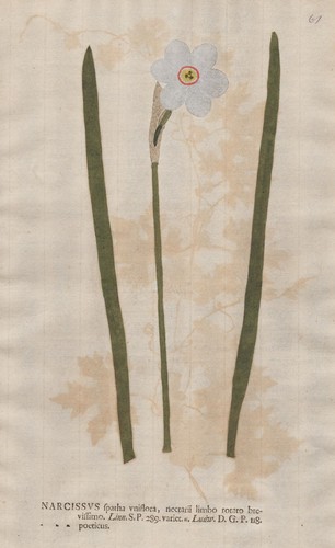 Narzissus poeticus narzisse - narzissus,