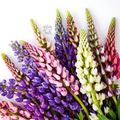 Niedrige lupine minarette 50 - niedrige,