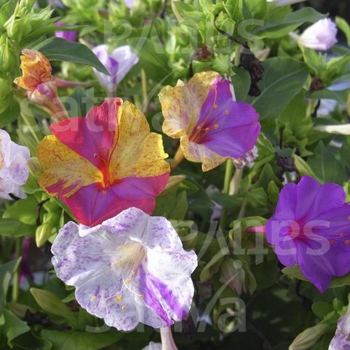 Einjährige blume - einjährige,