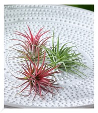 Tillandsien Mix,3 Pflanzen Zimmerpflanze