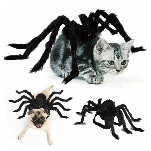 Halloween tier haustier - halloween, hund