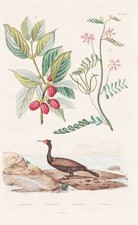 Cornus Kormoran Hartriegel