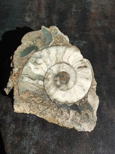 Ammonit fossilie geschliffen - ammonit,