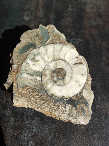 Ammonit fossilie geschliffen - fossilie,,