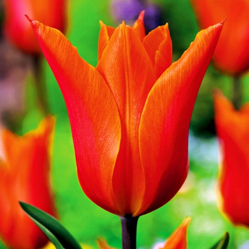Tulpen blumenzwiebeln zwiebeln - blumenzwiebeln,