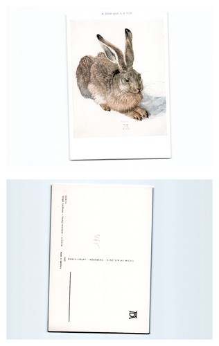 Dürer hase - (b73586a465),