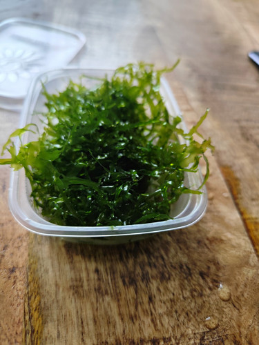Süßwassertang - 🌿,