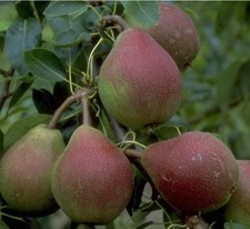 Birnenbaum `Clapps Liebling´