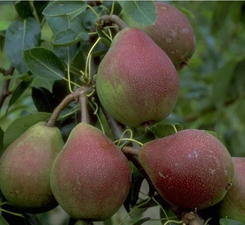 Birnenbaum clapps liebling - `clapps, liebling´
