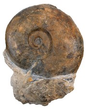 Lias  Esericeras eseri