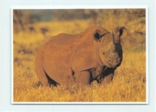 1 AK Afrikanisches Spitzmaulnashorn Nashorn Rhinozeros Afrika - USA 1 !!! ::
