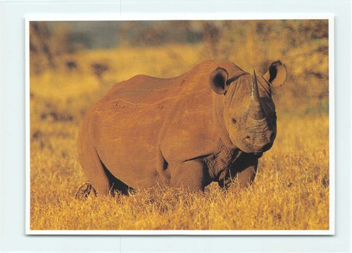 Postkarte afrikanisches - ak,