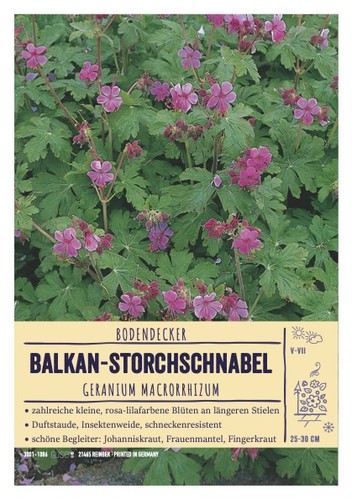 Geranium macrorrhizum bevan s - macrorrhizum, 'bevan's