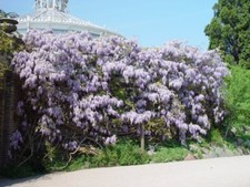 mächtiger Schlinger - Blauregen - Glyzinie 100 - 150 cm