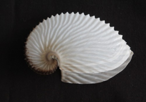 Paper argonaut muschel - "paper, (aa2)