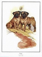Pug carlin mops hund toy - mops, dog