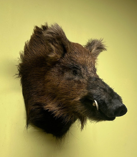 Wildschweinkopf wildschwein - wildschweinkopf,,