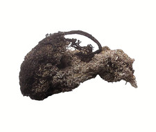 Silber, gediegen als Lockensilber von  Schneeberg im  Erzgebirge Sachsen