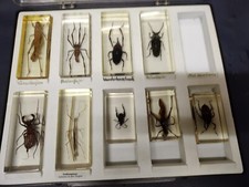 Minibiester Sammlung ca 52 Insekten in Acrylblöcken. Preis VB