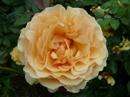 Bernstein farbene rose amber - rose,
