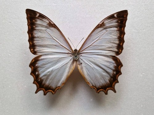 Morpho theseus juturna male - theseus,