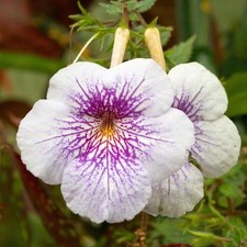 Achimenes Holland Imported