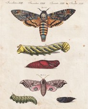Totenkopfschwärmer Abendpfauenauge Nachtfalter moth moths Bertuch 1802