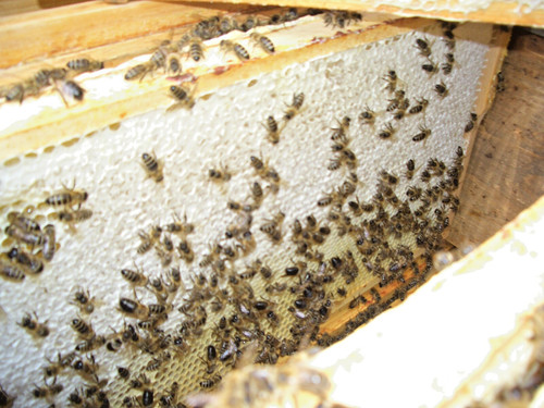 2xBienenhonig-Blütenhonig-Bay