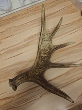 Elchgeweih Elchschaufel