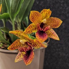 @ (◕‿◕)\@ Zimmerpflanzen Orchideen vers. Sorten und Varitäten zur Auswahl