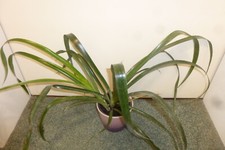 Bromelie sehr großer Zimmerhafer Bilbergia Nutans im Topf sehr schön gewachsen..