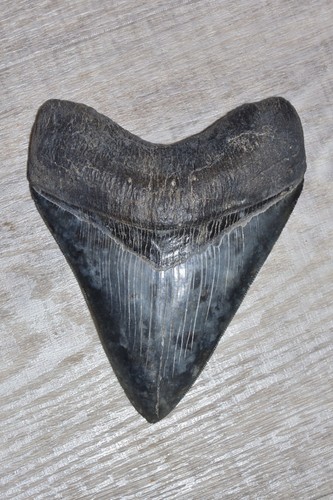 Riesiger fossiler haizahn - riesiger,,