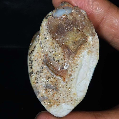Natürlich fossil schnecke - fossil,