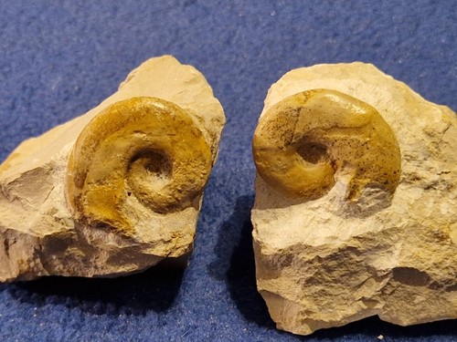 Ammoniten glochiceras - ammoniten,