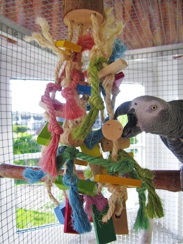 Papageienspielzeug birdy party - papageienspielzeug,