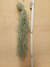 Tillandsia usneoides