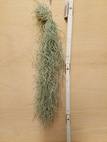 Tillandsia usneoides