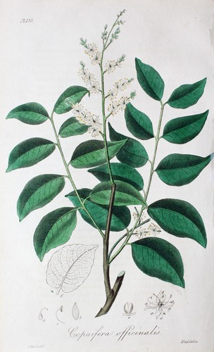 Copaifera officinalis - copaifera,